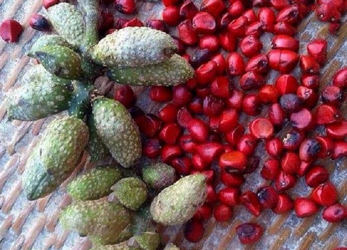 Hạt dổi giống cây dổi