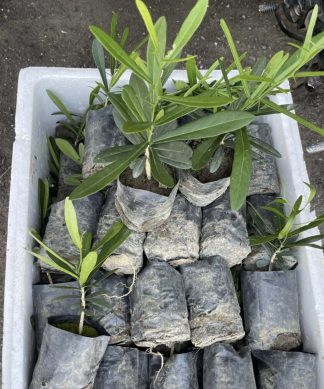 Giống cây xáo tam phân