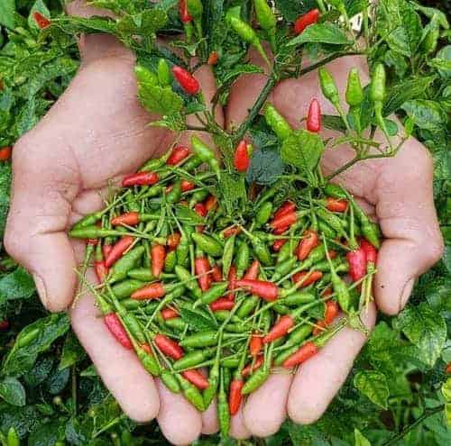 Hạt giống ớt thóc rừng Hoà Bình