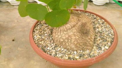 Củ giống bình vôi trắng - Ảnh 2