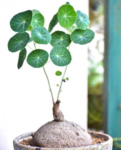 Củ giống bình vôi trắng