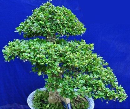 Hạt giống cây bùm sụm - duối rừng (gói 20 hạt) - Ảnh 3