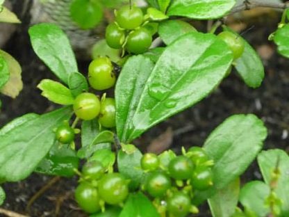 Hạt giống cây bùm sụm - duối rừng (gói 20 hạt) - Ảnh 2