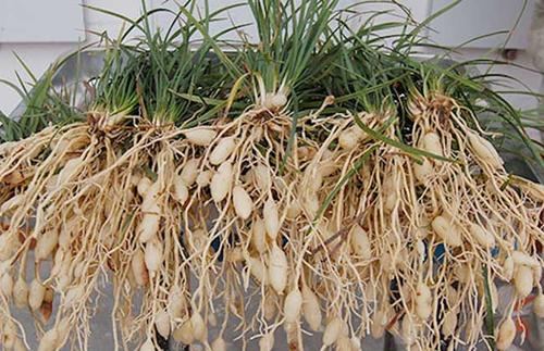 Giống cây mạch môn (10 cây) - Ảnh 3