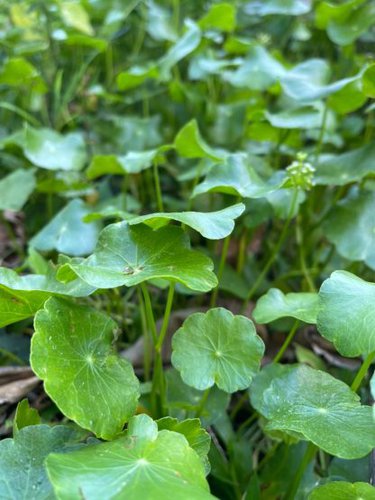 Giống rau má cảnh (rau má lá sen) - Ảnh 4