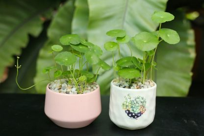 Giống rau má cảnh (rau má lá sen)