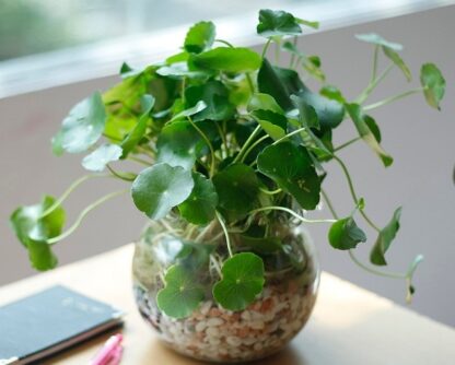 Giống rau má cảnh (rau má lá sen) - Ảnh 2