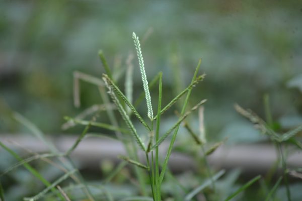 Cây cỏ mần trầu