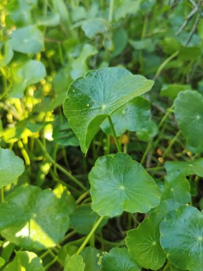Giống rau má cảnh (rau má lá sen) - Ảnh 3