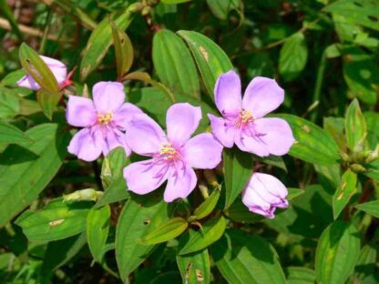 Hạt giống cây hoa mua rừng