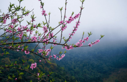 Hạt giống đào mốc (đào phai) Hòa Bình - Ảnh 3