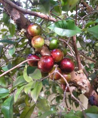 Hạt giống cây hồng quân