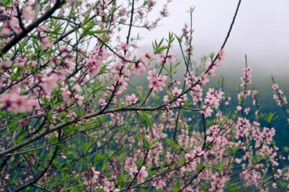 Hạt giống đào mốc (đào phai) Hòa Bình - Ảnh 4