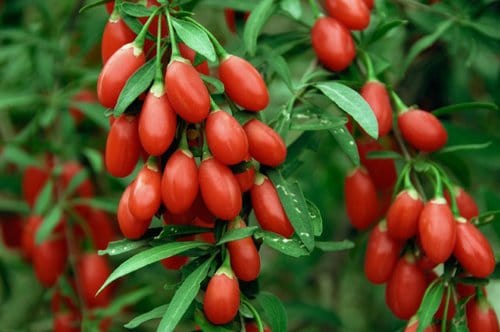 Hạt giống cây kỳ tử