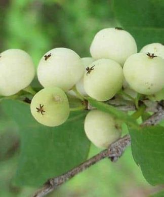 Hạt giống cây nổ gai