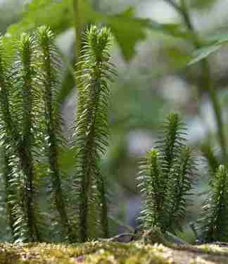 Giống cây thông đất tự nhiên