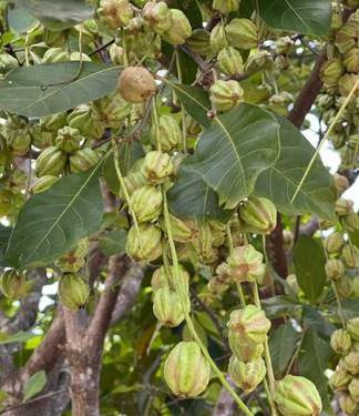 Hạt giống cây lộc vừng