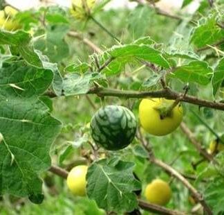 giống cây cà độc