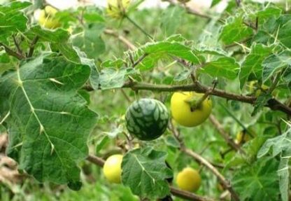 giống cây cà độc
