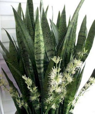 Giống cây lưỡi hổ