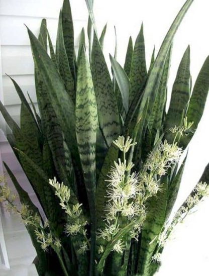 Giống cây lưỡi hổ