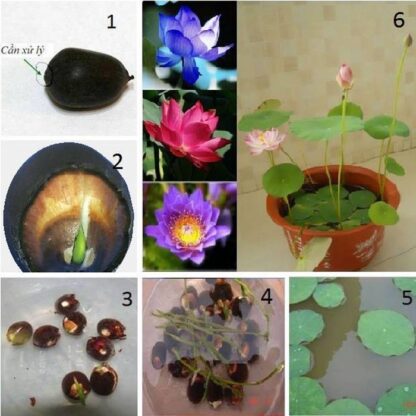 Hạt giống sen cảnh mini - Ảnh 2