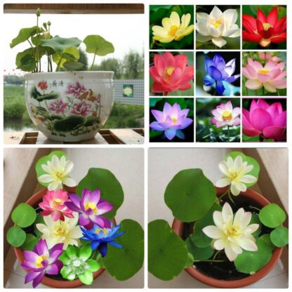 Hạt giống sen cảnh mini