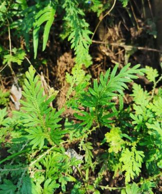 Giống cây trường sinh thảo rừng