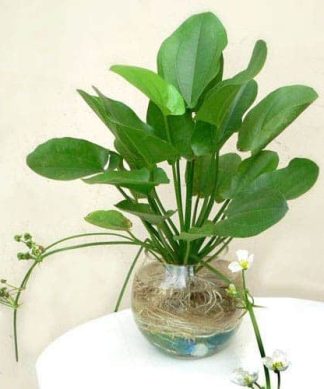 Giống cây lan nước (bách thuỷ tiên)