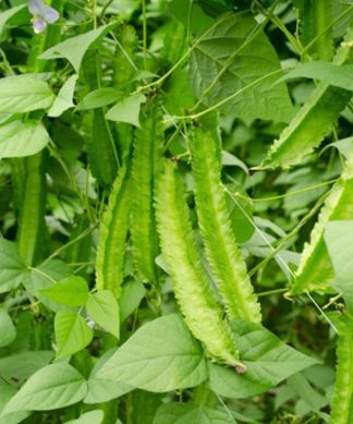 Hạt giống cây đậu rồng