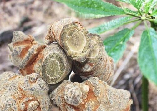 Bật mí bí quyết trồng cây tam thất bắc mang lại hiệu quả kinh tế cao 1