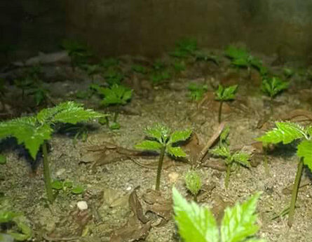 Bật mí bí quyết trồng cây tam thất bắc mang lại hiệu quả kinh tế cao 4