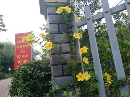 Hạt giống hoa chuông vàng - Ảnh 5