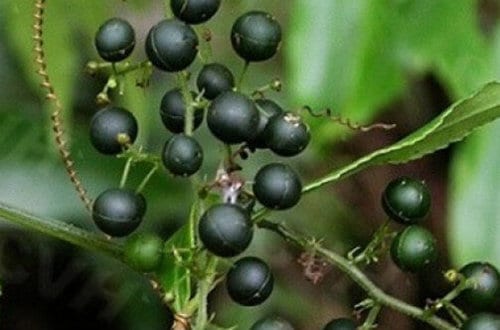 Hướng dẫn cách nhân giống cây giảo cổ lam 5 lá 4