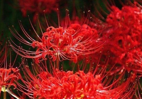 Mẹo trồng hoa bỉ ngạn đúng kỹ thuật, chi tiết tại Việt Nam 1
