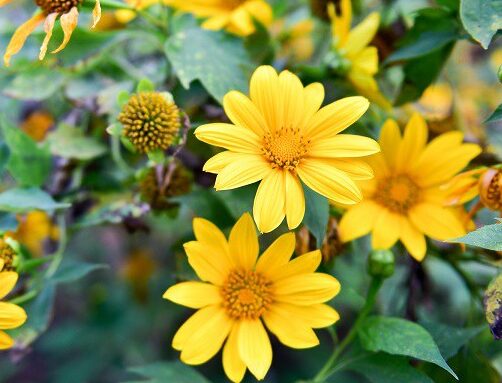 Một số phương pháp nhân giống hoa dã quỳ đơn giản tại nhà 1