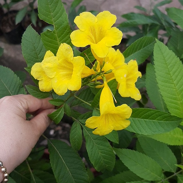 Hạt giống hoa chuông vàng