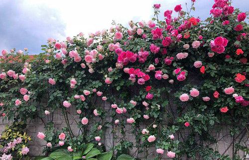 Cách trồng, chăm sóc hoa hồng leo Pháp
