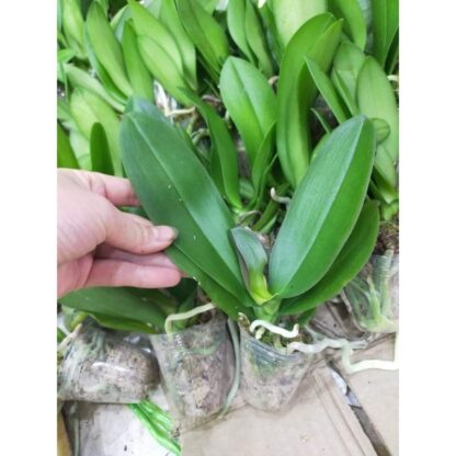 Cây giống lan hồ điệp cao 20cm