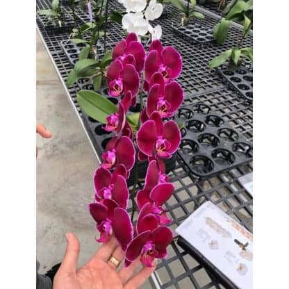 Cây giống lan hồ điệp cao 20cm - Ảnh 3