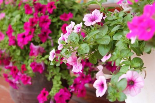 hoa Dạ yến thảo
