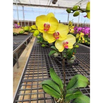 Cây giống lan hồ điệp cao 20cm - Ảnh 4