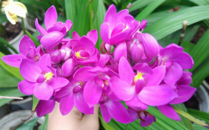Củ giống hoa địa lan - Ảnh 4