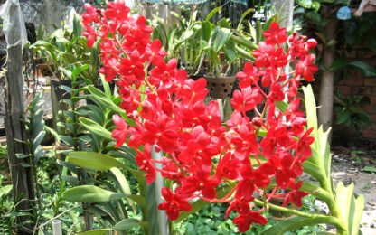 Củ giống hoa địa lan 5
