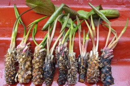 củ súng làm giống