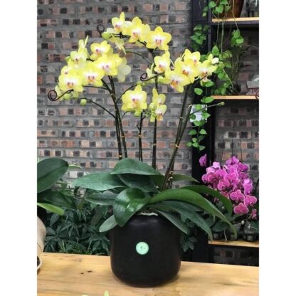 Cây giống lan hồ điệp cao 20cm - Ảnh 2