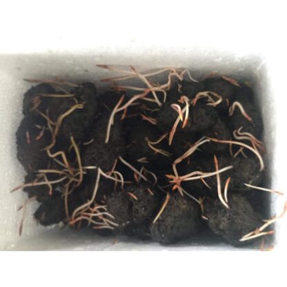Giống củ súng tím làm thuốc - Ảnh 2