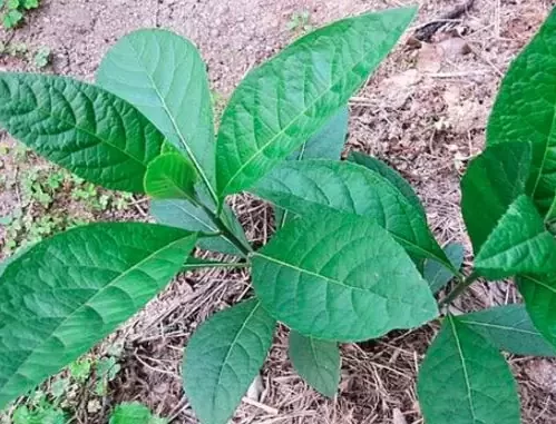 Hướng dẫn cách trồng cây mật gấu nam trong chậu 3