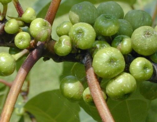 Một số phương pháp nhân giống sung rừng tỷ lệ thành công cao 1