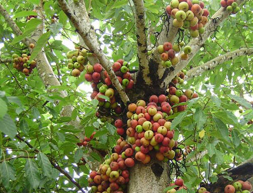Một số phương pháp nhân giống sung rừng tỷ lệ thành công cao 2